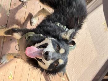 Rescue Mixed Breed Dogs for Adoption in San Diego, California - Scruffy | PetCurious