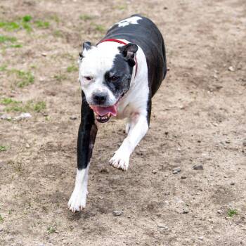Mixed Breed Dogs Available for Adoption in Kennebunk, Maine - Stark | PetCurious
