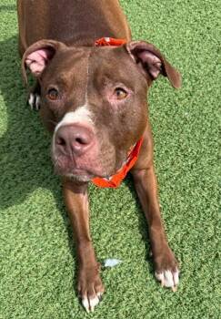 Star -  American Staffordshire Terrier Dog for Adoption in Long Beach, New York - Star | PetCurious