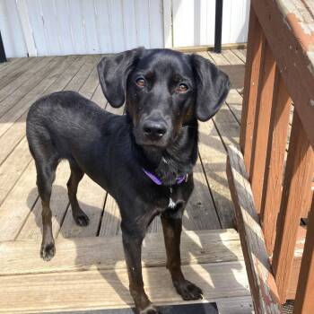 Labrador Retriever Dogs Available for Adoption in South Elgin, Illinois - Gemma | PetCurious