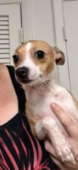 Cookie -  Chihuahua Dog for Adoption in Tifton, Georgia - Cookie | PetCurious