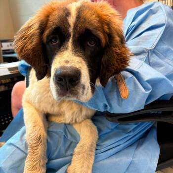 Vixen Stray Hold 7/26 -  Saint Bernard Dog for Adoption in Huntington, West Virginia - Vixen Stray Hold 7/26 | PetCurious