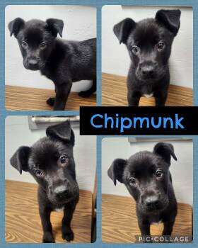 Labrador Retriever Dogs Available for Adoption - Chipmunk | PetCurious