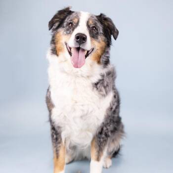 Australian Shepherd Dogs Available for Adoption in Portland, Oregon - Anna | PetCurious