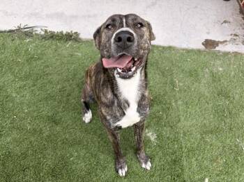 WILMA -  American Staffordshire Terrier and Mixed Breed Dog for Adoption in Grand Prairie, Texas - WILMA | PetCurious