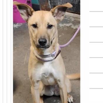 Shepherd Dogs Available for Adoption - Tessa | PetCurious