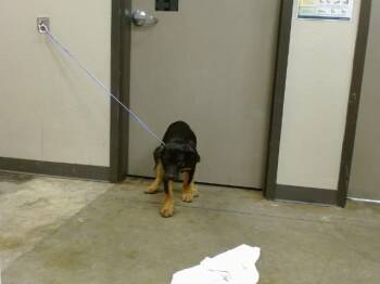 Rottweiler Dogs Available for Adoption in Ontario, California - A008644 | PetCurious