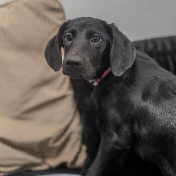 Puddle -  Bloodhound and Labrador Retriever Dog for Adoption in Pawling, New York - Puddle | PetCurious