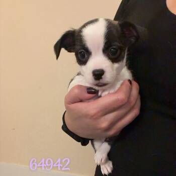Dixie -  Boston Terrier Dog for Adoption in Chico, California - Dixie | PetCurious