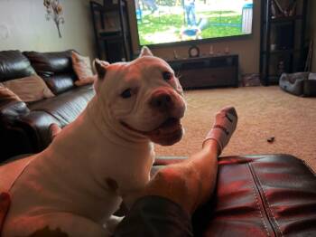 Rescue American Bulldog Dogs for Adoption in Crete, Illinois - Mildred | PetCurious