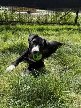 American Staffordshire Terrier and Labrador Retriever Dogs Available for Adoption - BENNETT (Courtsey Post) | PetCurious