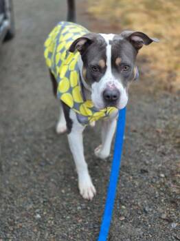 Pit Bull Terrier Dogs Available for Adoption in Silsbee, Texas - Dragon #A4269  | PetCurious