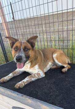 Rescue Australian Cattle Dog Blue Heeler Dogs for Adoption - Kasey | PetCurious