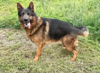 Leo -  German Shepherd Dog Dog for Adoption in Spooner, Wisconsin - Leo | PetCurious