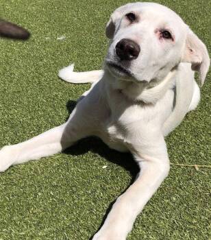 Rescue Great Pyrenees Dogs for Adoption in Larkspur, Colorado - Leo | PetCurious