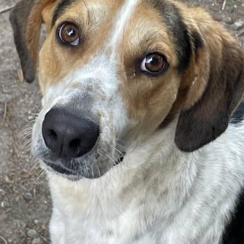 American Foxhound and Coonhound Dogs Available for Adoption in Heathsville, Virginia - Elton John | PetCurious