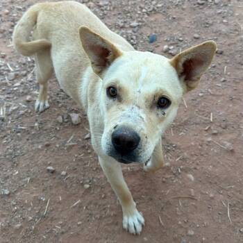 Mixed Breed Dogs Available for Adoption in Moab, Utah - Dodo | PetCurious