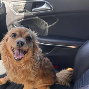 Mila -  Chihuahua Dog for Adoption in Murrieta, California - Mila | PetCurious