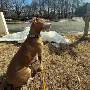 Pit Bull Terrier Dogs Available for Adoption - Onix | PetCurious