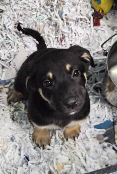 Boomer -  Great Dane Dog for Adoption in Danielsville, Georgia - Boomer | PetCurious