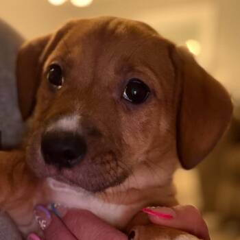 Hound and Labrador Retriever Dogs Available for Adoption in Greenfield, Indiana - Eevee - Pink | PetCurious