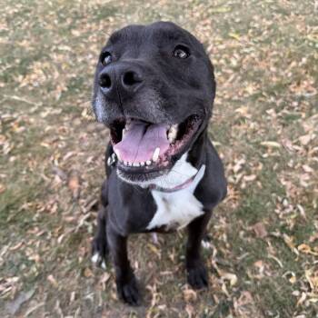 Nanna-Foster -  Mixed Breed Dog for Adoption in Walker, Michigan - Nanna-Foster | PetCurious