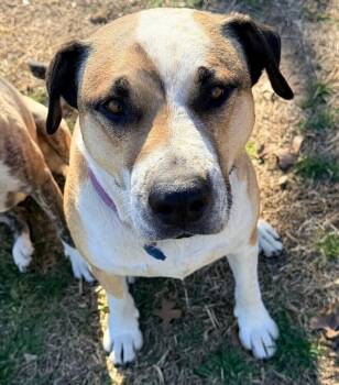 Louie - A easy going fellow! -  Labrador Retriever and Catahoula Leopard Dog Dog for Adoption in Green Ridge, Missouri - Louie - A Easy Going Fellow! | PetCurious