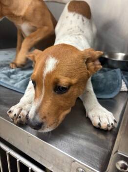 Labrador Retriever Dogs Available for Adoption - Chips | PetCurious