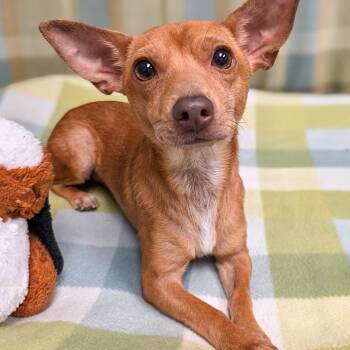 Jefe -  Chihuahua Dog for Adoption in Gainesville, Texas - Jefe | PetCurious