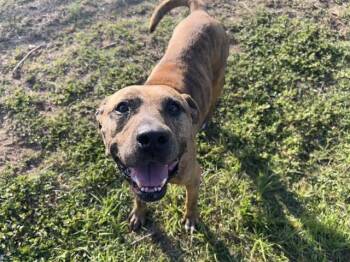 Rescue Hound and Mixed Breed Dogs for Adoption in Ocala, Florida - ORION | PetCurious