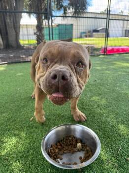 American Bully Dogs Available for Adoption in Lakeland, Florida - Sallie | PetCurious