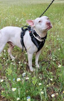 American Staffordshire Terrier Dogs Available for Adoption in Austin, Texas - Lulu | PetCurious
