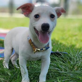 Lulu -  Chihuahua and Terrier Dog for Adoption in Monticello, Iowa - Lulu | PetCurious