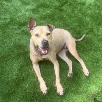 Prima -  Terrier Dog for Adoption in Cornelius, North Carolina - Prima | PetCurious