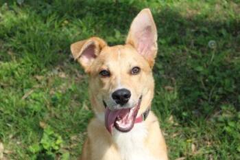 Shepherd and Mixed Breed Dogs Available for Adoption in Kansas City, Missouri - Leon Kennedy | PetCurious