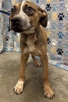 Labrador Retriever and Mixed Breed Dogs Available for Adoption in Rosenberg, Texas - CHIP | PetCurious