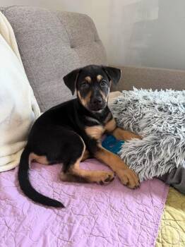 Xena -  Shepherd and Labrador Retriever Dog for Adoption in Cambridge, Ontario - Xena | PetCurious