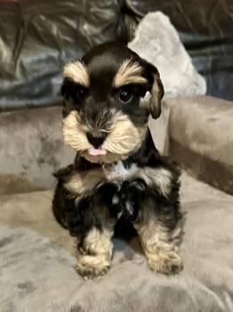 Schnauzer Dogs Available for Adoption in Milton, Georgia - Lila | PetCurious