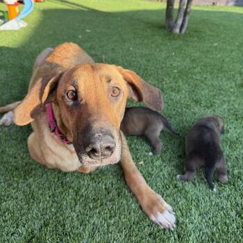 Lita -  Mixed Breed Dog for Adoption in Chicago, Illinois - Lita | PetCurious