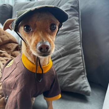 Rescue Chihuahua Dogs for Adoption in Seal Beach, California - Dino | PetCurious