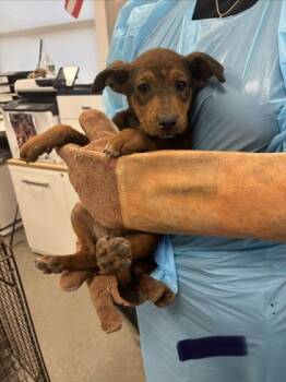 Dr. Thunder -  German Shepherd Dog and Mixed Breed Dog for Adoption in Fresno, California - Dr. Thunder | PetCurious