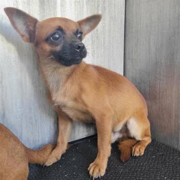 MURPHY -  Chihuahua Dog for Adoption in San Antonio, Texas - MURPHY | PetCurious