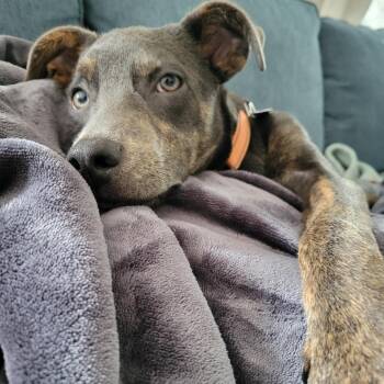 Rescue Mixed Breed Dogs for Adoption in Hopkinton, Massachusetts - Peanut | PetCurious
