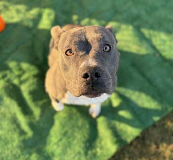 Rescue Pit Bull Terrier Dogs for Adoption in Eagle, Idaho - Dove **Courtesy Post. Out Of Town Pet. See Below For Details** | PetCurious