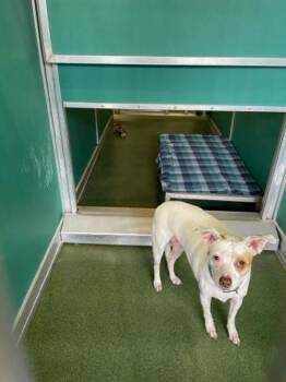 Mixed Breed Dogs Available for Adoption in West Palm Beach, Florida - BUTTERCUP | PetCurious
