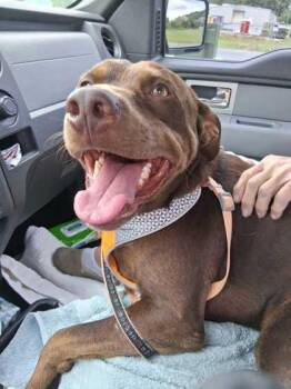 Redd -  Mixed Breed Dog for Adoption in Sevierville, Tennessee - Redd | PetCurious