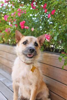 Momma Casey -  Cairn Terrier Dog for Adoption in Salt Lake City, Utah - Momma Casey | PetCurious