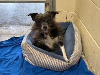 Toy Fox Terrier and Mixed Breed Dogs Available for Adoption - LITTLE MAN | PetCurious