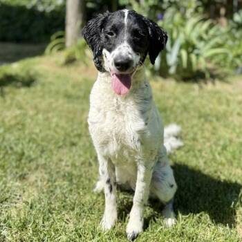 Pepper -  Mixed Breed Dog for Adoption in Hurricane, Utah - Pepper | PetCurious