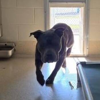 Caesar -  Pit Bull Terrier Dog for Adoption in Bristol, Indiana - Caesar | PetCurious